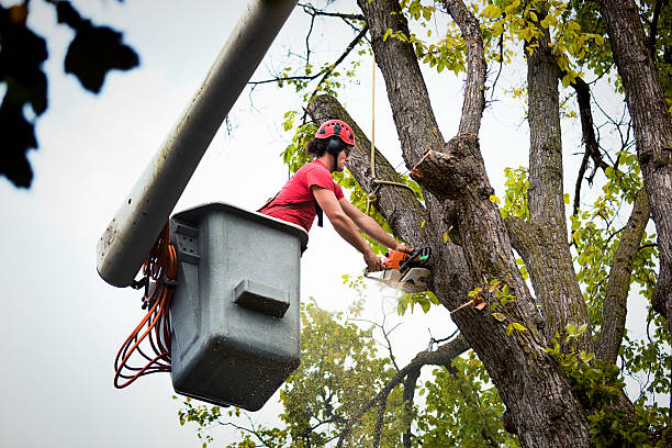 Trusted Lauderhill, FL Tree Removal and Landscaping Services Experts